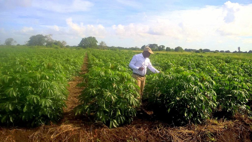 Jeffrey at a cassava field. To increase the production of this crop, Jeffrey is using the resilient variety of cassava "Chinhembwe" and a cultural and organic method of weed control rather than chemical herbicides. / ©Jeffrey Phiri